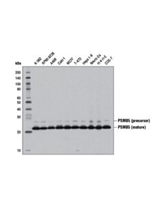 Cell Signaling Psmb5 (D1h6b) Rabbit mAb