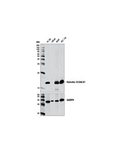 Cell Signaling Galectin-1/Lgals1 (D608t) Rabbit mAb