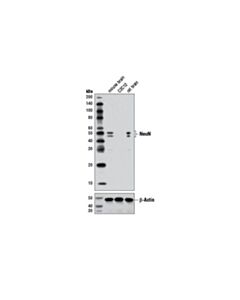 Cell Signaling Neun (D3s3i) Rabbit mAb