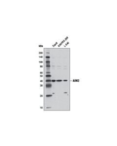 Cell Signaling AIM2 (D5X7K) Rabbit mAb 20 uL