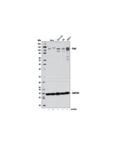Cell Signaling Erk5 (D3i5v) Rabbit mAb