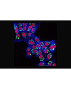 Cell Signaling DyLight 650 Phalloidin 300 units