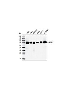 Cell Signaling Hsf1 (D3l8i) Rabbit mAb