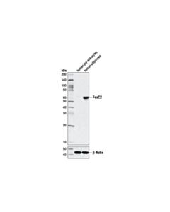 Cell Signaling FoxC2 (D4D4) Rabbit mAb 20 uL