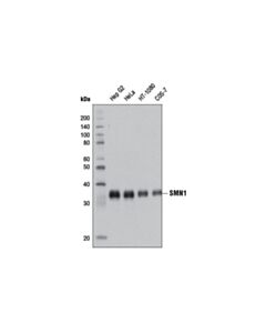 Cell Signaling Smn1 (2f1) Mouse mAb