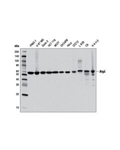 Cell Signaling Atg5 (D5f5u) Rabbit mAb