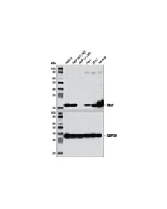 Cell Signaling Rkip (D42f3) Rabbit mAb