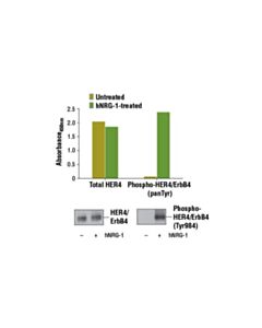 Cell Signaling Pathscan  Total Her4/Erbb4 Sandwich ELISA Kit