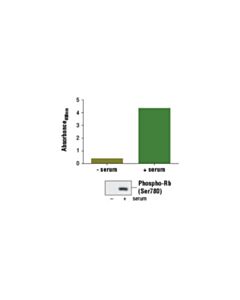 Cell Signaling Pathscan Phospho-Rb (Ser780) Sandwich ELISA Kit