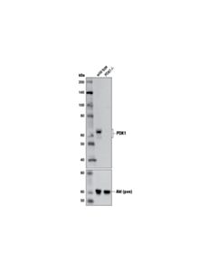 Cell Signaling PDK1 (D4Q4D) Rabbit mAb 20 uL