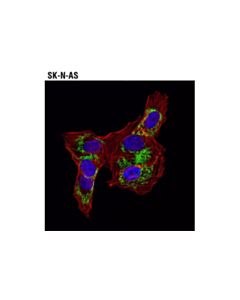 Cell Signaling Dylight 554 Phalloidin