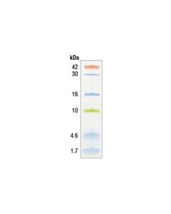 Cell Signaling Color-Coded Prestained Protein Marker, Low Range (1.7-42 Kda)
