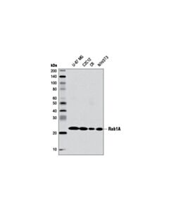 Cell Signaling Rab1a (D3x9s) Rabbit mAb