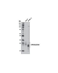 Cell Signaling Ctr1/Slc31a1 Antibody