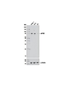 Cell Signaling Eif4b (1f5) Mouse mAb