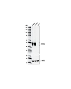 Cell Signaling RUNX3/AML2 (D9K6L) Mouse mAb 20 uL