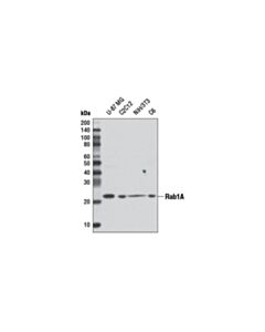 Cell Signaling Rab1a (D5f8m) Rabbit mAb
