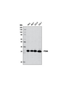 Cell Signaling Pcna (D3h8p) Xp Rabbit mAb 