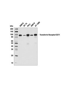 Cell Signaling Cd71 (D7g9x) Xp Rabbit mAb