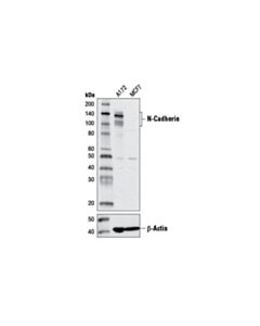 Cell Signaling N-Cadherin (D4r1h) Xp Rabbit mAb