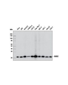 Cell Signaling Sod2 (D3x8f) Xp Rabbit mAb