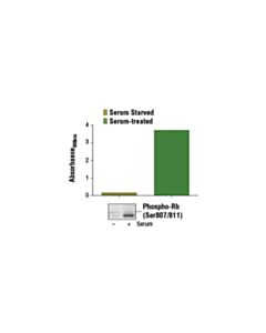 Cell Signaling Pathscan Phospho-Rb (Ser807/811) Sandwich ELISA Kit