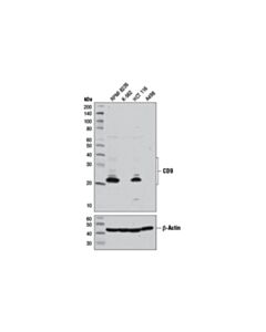 Cell Signaling Cd9 (D8o1a) Rabbit mAb