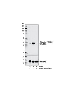 Cell Signaling Phospho-Pras40 (Thr246) (D4d2) Xp Rabbit mAb
