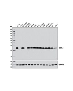 Cell Signaling Uchl1 (D3t2e) Xp Rabbit mAb