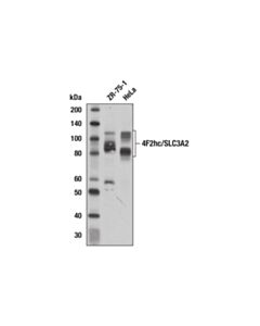 Cell Signaling 4f2hc/Cd98 (D6o3p) Rabbit mAb