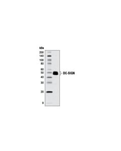 Cell Signaling DC-Sign (D7f5c) Xp Rabbit mAb