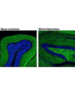 Cell Signaling Synapsin-1 (D12g5) Xp  Rabbit mAb (Alexa Fluor 488 Conjugate)