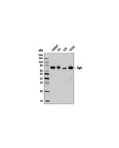 Cell Signaling Syk (D3z1e) Xp Rabbit mAb