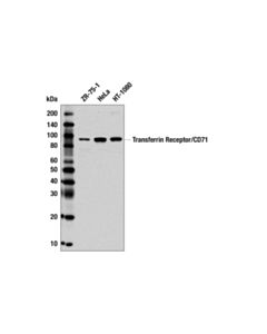 Cell Signaling CD71 (D7S5Z) Rabbit mAb 20 uL