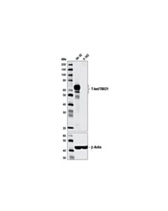 Cell Signaling T-Bet/Tbx21 (D6n8b) Xp Rabbit mAb
