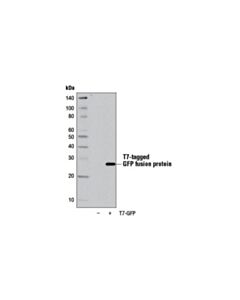 Cell Signaling T7-Tag (D9e1x) Xp Rabbit mAb