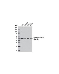 Cell Signaling Phospho-Cdc37 (Ser13) (D8p8f) Rabbit mAb