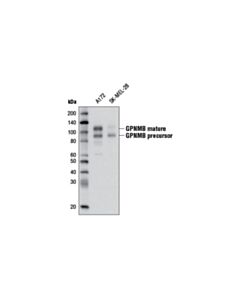 Cell Signaling Gpnmb (E1y7j) Rabbit mAb