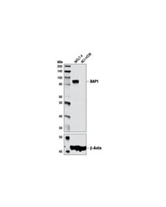 Cell Signaling BAP1 (D7W7O) Rabbit mAb 20 uL