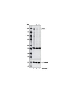 Cell Signaling Sara (D5x4f) Rabbit mAb