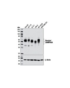 Cell Signaling Basigin/Emmprin (E1s1v) Rabbit mAb