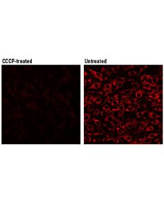 Cell Signaling Mitochondrial Membrane Potential Assay Kit (Ii)