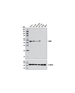 Cell Signaling Sav1 (D6m6x) Rabbit mAb