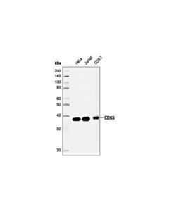 Cell Signaling Cdk6 (D4s8s) Rabbit mAb