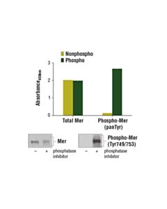 Cell Signaling Pathscan Phospho-Mer (Pantyr) Sandwich ELISA Kit
