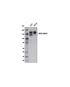 Cell Signaling MDR1/ABCB1 (E1Y7B) Rabbit mAb 20 uL