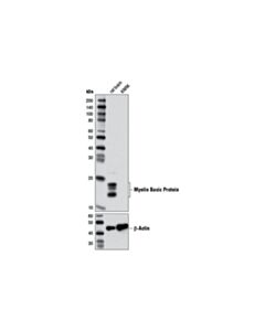 Cell Signaling Myelin Basic Protein (2H9) Mouse mAb 20 uL