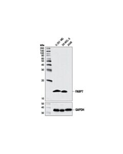Cell Signaling Fabp7 (D8n3n) Rabbit mAb