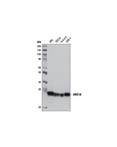 Cell Signaling Ard1a (E1j2b) Rabbit mAb