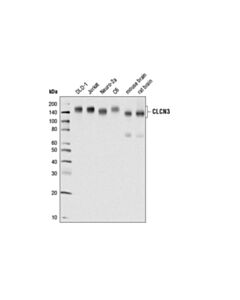 Cell Signaling Clcn3 (D8y5q) Rabbit mAb